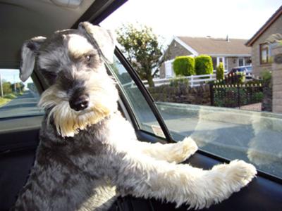 max the schnauzer