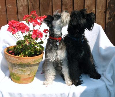 Posing for a photo for their owner's 40th birthday.