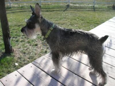 Mini Schnauzer