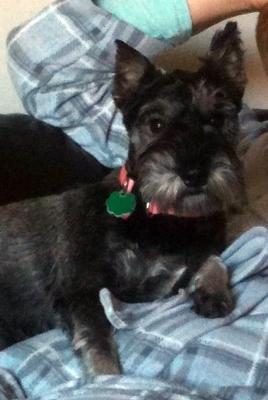 Mini schnauzer puppy shop biting