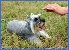 Training a salt and pepper Miniature Schnauzer