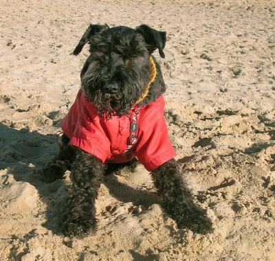 Ringo on his last outing to the beach before saying goodbye a week later