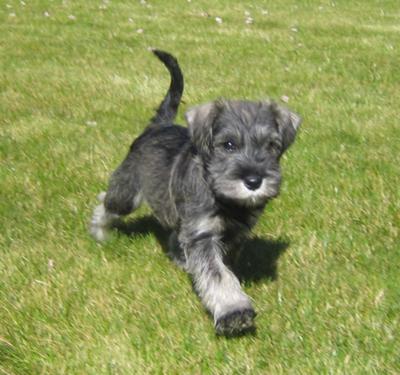 Ralph the Schnauzer's first day at home