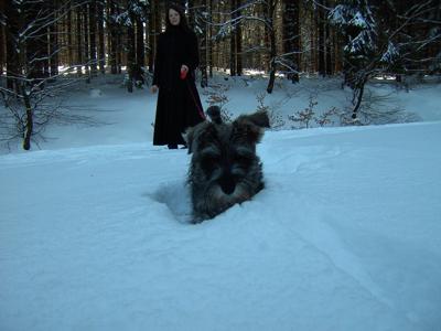 Patotas the Miniature Schnauzer in the Snow