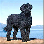 Portuguese Water Dog