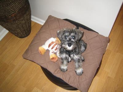 Ralph the Schnauzer at 3 months old