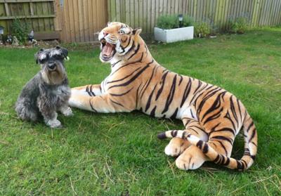 [Image: rebel-with-his-friend-phantom-the-tiger-21573093.jpg]