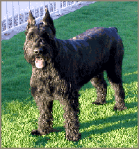 USA giant schnauzer rescue dog