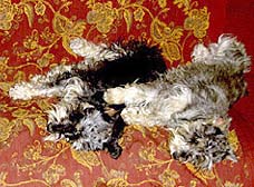 Robert Coane's 2 Miniature Schnauzers Rodin and Frida