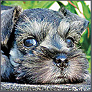 salt and pepper miniature schnauzer puppy image