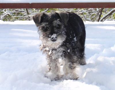 Milo loves snow