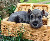 Schnauzer puppy going on a picnic