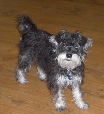 schnauzer with long tail