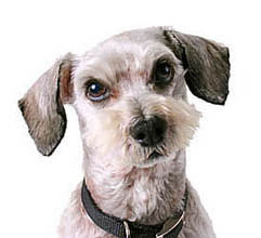 crossbreed dog the schnoodle
