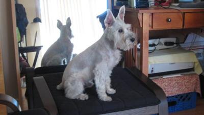 Scruffy the Mini Schnauzer