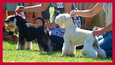 white miniature schnauzer in a show ring