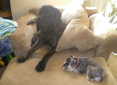 shyanne (mini schnauzer) with best friend damion (english mastiff)