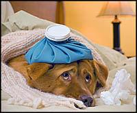 dog symptoms of illness- dog with water bottle