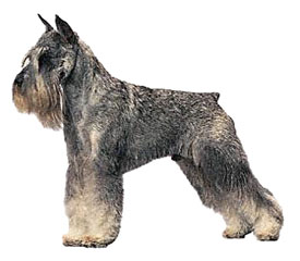 salt and pepper Standard Schnauzer