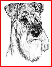 Standard Schnauzer head