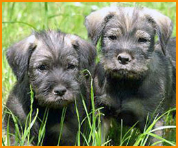 2 Standard Schnauzer puppies