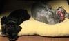 Play together, nap together