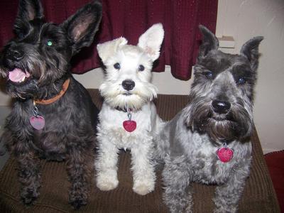 Toby, Teddy, and Thomas-schnauzer security