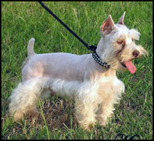 chocolate white schnauzer