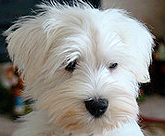 white miniature schnauzer photo