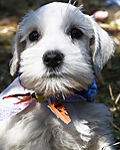 White Miniature Schnauzer Puppy picture