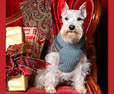 White mini schnauzer at Christmas