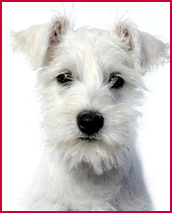 white schnauzer head 