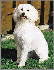 White  Schnoodle 