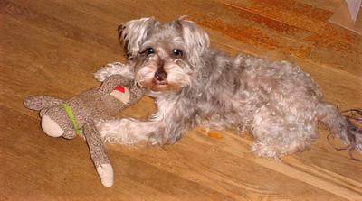 Doc with his monkey