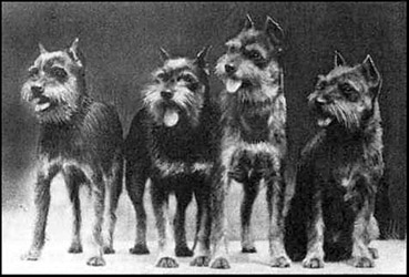 schnauzer history - wire haired pinschers