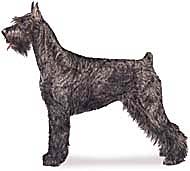 AKC giant schnauzer