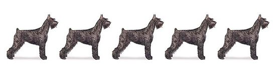 AKC Giant Schnauzer row