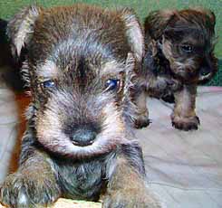 Max the Schnauzer puppy aged 5 weeks