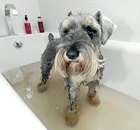 Max the Schnauzer in bath