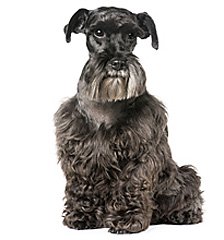 black standard schnauzer