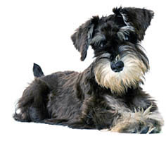 miniature schnauzer hypoallergenic miniature schnauzer hypoallergenic
