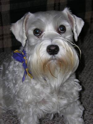 Dixie Lee