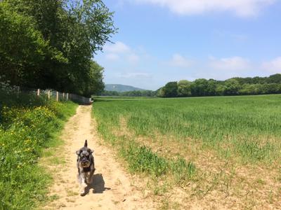Pickles exploring the fields