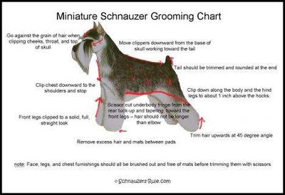 Schnauzer grooming chart