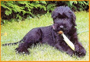 giant schnauzer breeders black puppy