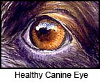healthy dog eye with no cataracts