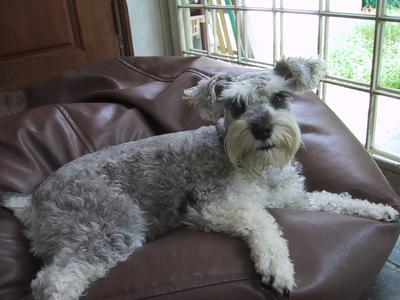 Max on his bean bag