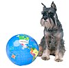 Small salt and pepper Miniature Schnauzer with world globe