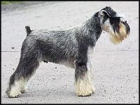 Miniature Schnauzer after tail docking