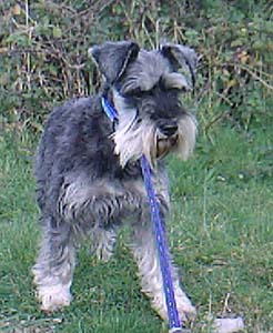 Miniature Schnauzer Zara the week she left the breeder's